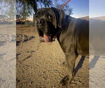 Hercules - Male Mutt Dog for Adoption - Small photo