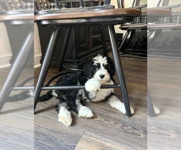 Medium Photo #10 Bernedoodle Puppy For Sale in MENIFEE, CA, USA