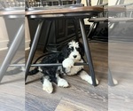 Small Photo #10 Bernedoodle Puppy For Sale in MENIFEE, CA, USA