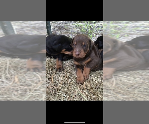 Medium Photo #22 Doberman Pinscher Puppy For Sale in LIVINGSTON, LA, USA