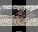 Litter of 9 - Male(s) and Female(s) Doberman PinscherLitter of Puppies for Sale - Photo #22