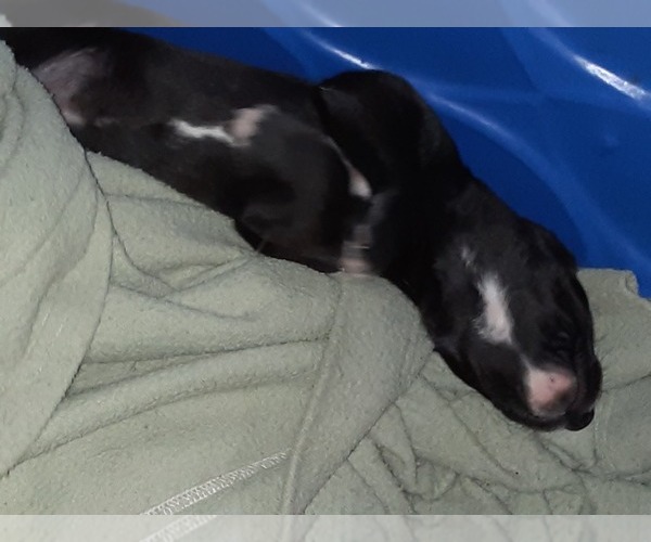 Medium Photo #7 Great Dane Puppy For Sale in PIERSON, MI, USA