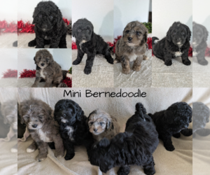 Bernedoodle (Miniature) Puppy for Sale in GOSHEN, Indiana USA