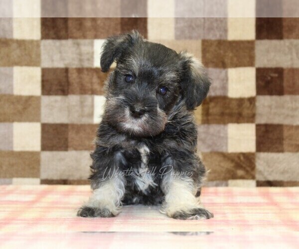 Medium Photo #3 Schnauzer (Miniature) Puppy For Sale in DENVER, PA, USA