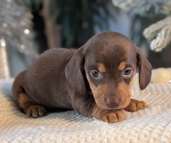 Medium Photo #5 Dachshund Puppy For Sale in GOSHEN, IN, USA