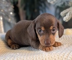 Small #4 Dachshund