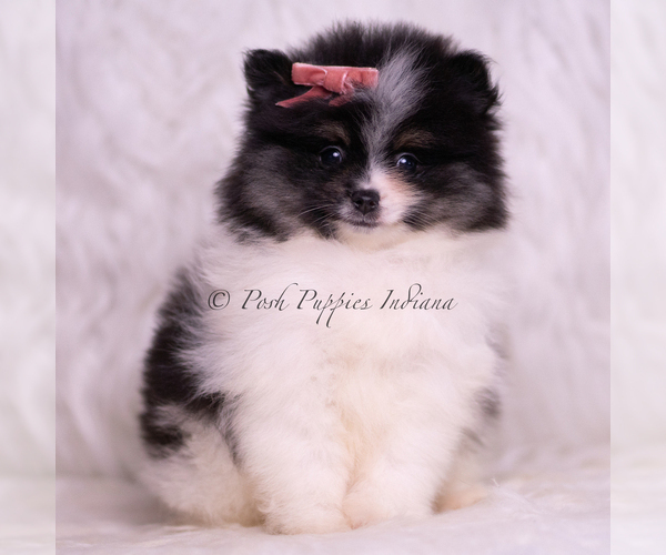 Medium Photo #6 Pomeranian Puppy For Sale in WARSAW, IN, USA