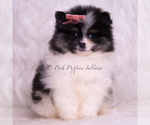 Small Photo #28 Pomeranian Puppy For Sale in WARSAW, IN, USA