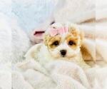 Small #3 ShihPoo