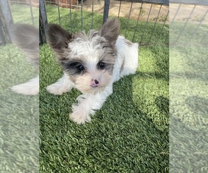 Yorkshire Terrier Puppy for Sale in PERRIS, California USA
