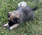 Puppy Puppy 5 Belgian Malinois
