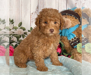 Poodle (Miniature) Puppy for sale in PENNS CREEK, PA, USA