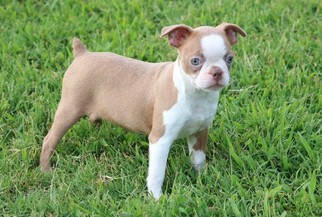 Boston Terrier Puppy for sale in CLEMENTS, MD, USA