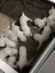 Small Photo #10 Goldendoodle Puppy For Sale in VACAVILLE, CA, USA