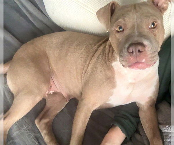 Medium Photo #1 American Pit Bull Terrier-Unknown Mix Puppy For Sale in Oklahoma City, OK, USA