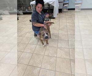 Ryan - Male American Staffordshire Terrier-Bulldog Mix Dog for Adoption - Photo #3