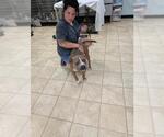 Small Photo #3 American Staffordshire Terrier-Bulldog Mix Puppy For Sale in Frenchburg, KY, USA