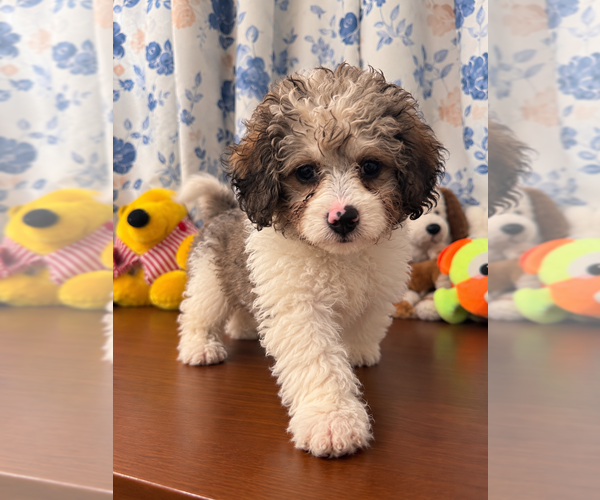 Medium Photo #20 Cockapoo (Miniature) Puppy For Sale in DURHAM, CT, USA