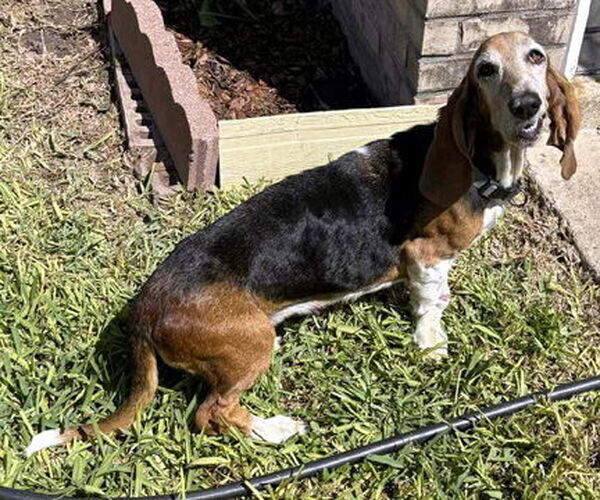 Medium Photo #1 Basset Hound Puppy For Sale in Deepwater, NJ, USA