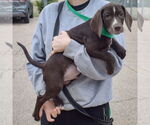 Small #2 Bagle Hound
