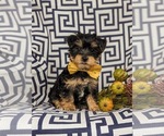 Small Photo #4 YorkiePoo Puppy For Sale in OXFORD, PA, USA