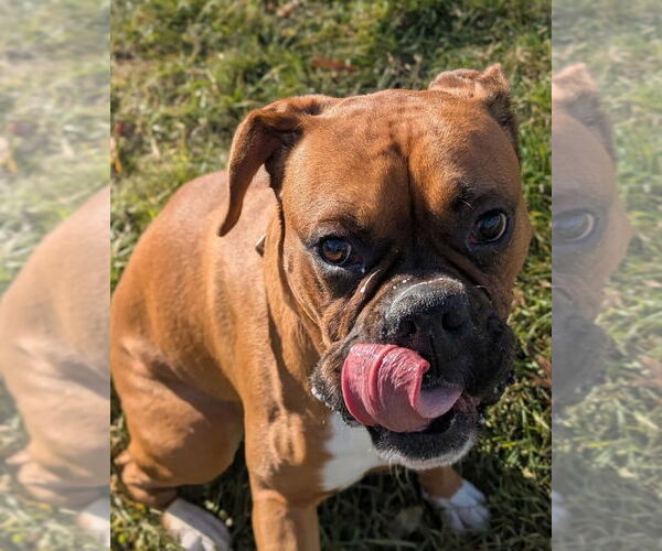 Medium Photo #3 Boxer Puppy For Sale in Muskegon, MI, USA