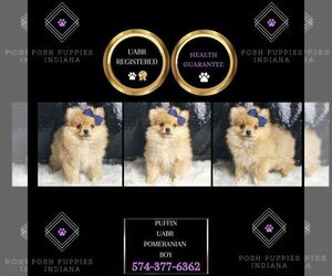 Pomeranian Puppy for sale in WARSAW, IN, USA