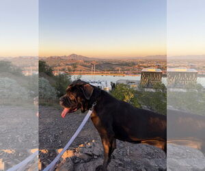 Mutt Dogs for adoption in Goodyear, AZ, USA