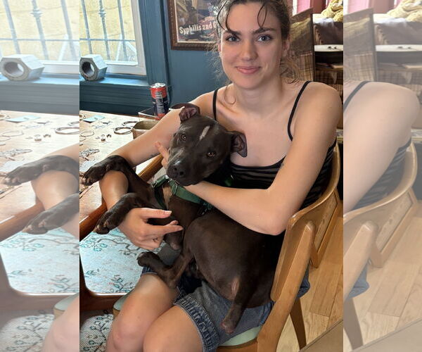 Medium Photo #9 Mutt Puppy For Sale in Philadelphia, PA, USA