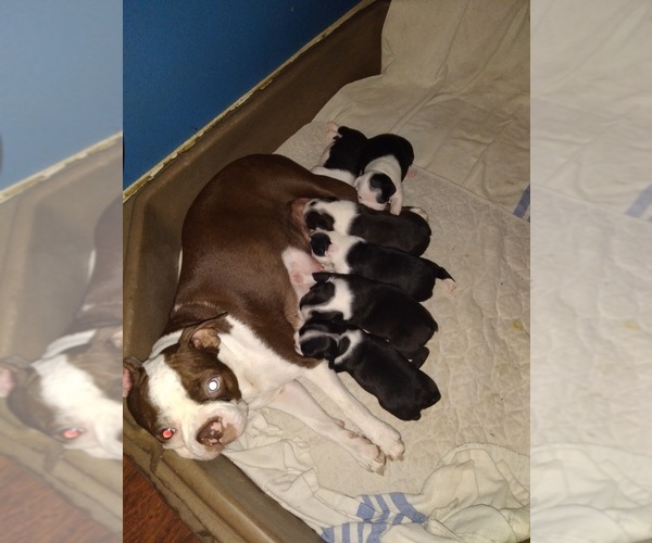 Medium Photo #1 Boston Terrier Puppy For Sale in GRANITE CITY, IL, USA