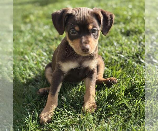 Medium Photo #4 Chiweenie Puppy For Sale in San Diego, CA, USA