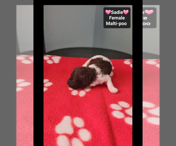 Medium Photo #3 Maltipoo (Toy) Puppy For Sale in TUCSON, AZ, USA