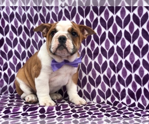 Medium Photo #4 Bulldog Puppy For Sale in CLAY, PA, USA