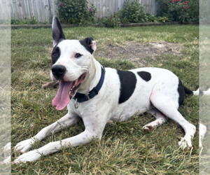 Radar - Ready for Fun! - Male Bullypit Dog for Adoption - Photo #23