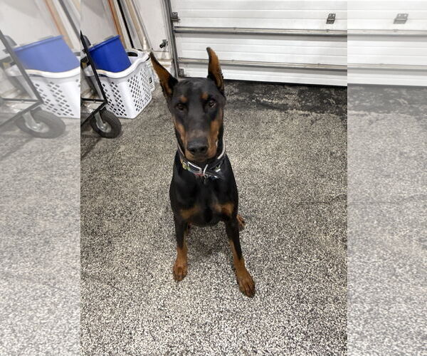 Medium Photo #1 Doberman Pinscher Puppy For Sale in Buffalo, MN, USA