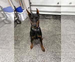 Doberman Pinscher Dogs for adoption in Buffalo, MN, USA