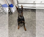 Small Doberman Pinscher
