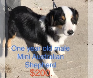 Miniature Australian Shepherd Puppy for sale in CLINTON, MO, USA
