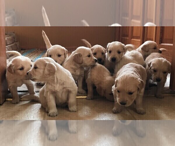 Medium Photo #25 Golden Retriever Puppy For Sale in WEBSTER CITY, IA, USA