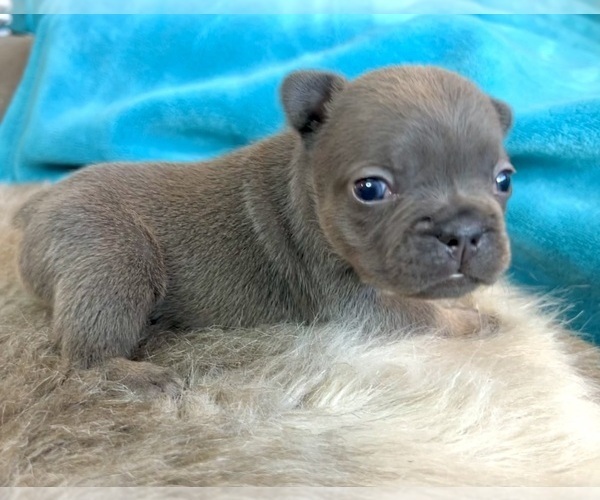 Medium Photo #4 French Bulldog Puppy For Sale in CHARLOTTE, NC, USA