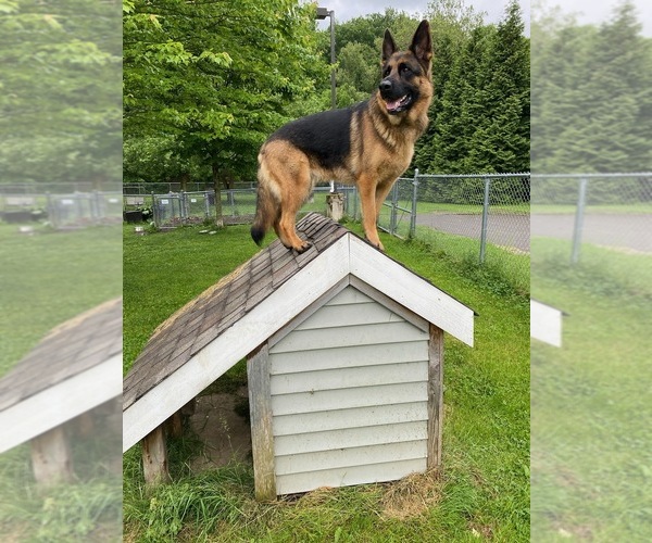 Medium Photo #17 German Shepherd Dog Puppy For Sale in LA FAYETTE, NY, USA