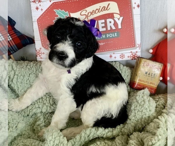 Medium Photo #9 Goldendoodle Puppy For Sale in DOLPH, AR, USA