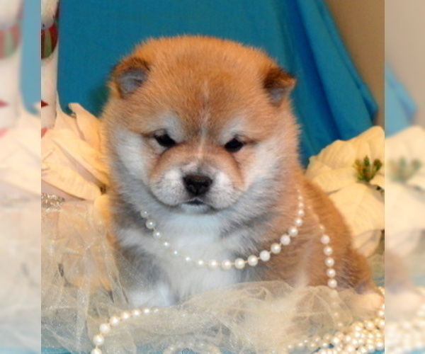 Medium Photo #1 Shiba Inu Puppy For Sale in FOYIL, OK, USA