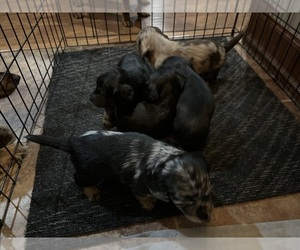 Dachshund Dog for Adoption in HARRISBURG, South Dakota USA