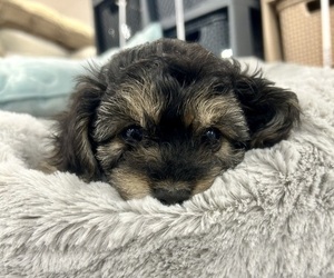 Medium YorkiePoo