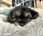 Small YorkiePoo