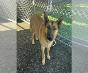 German Shepherd Dog-Unknown Mix Dogs for adoption in Redlands, CA, USA