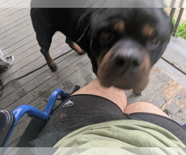 Medium Photo #5 Rottweiler Puppy For Sale in Orange Grove, TX, USA