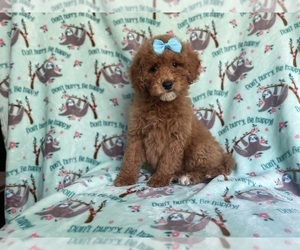 Poodle (Miniature) Puppy for sale in LAKELAND, FL, USA
