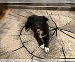 Small Photo #1 Australian Shepherd Puppy For Sale in HILLSBORO, WI, USA